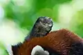 A red panda's paw, showing the absence of paw pads.