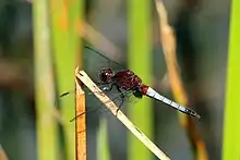 E. fusca, male red-faced dragonlet, Tobago