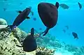 Group of Redtoothed Triggerfish feeding on plankton.