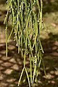 Rhipsalis micrantha forma kirbergii