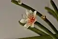 Rhipsalis neves-armondii forma neves-armondii (orange stamen)