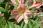 At the United States National Arboretum