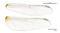 Female wings