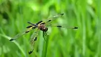 Male face