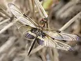 Male teneral, recently emerged