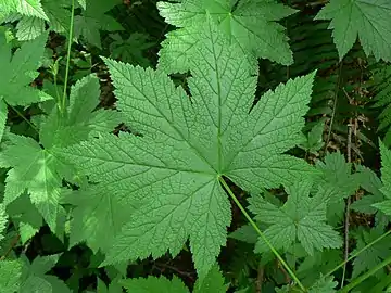 Leaf structure