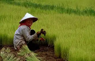 Rice farmer in northern Cambodia wearing a do'un