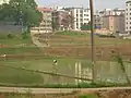 Tending rice seedlings in spring