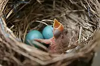 Newly hatched chick among unhatched young