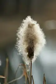 Flower spike going to seed