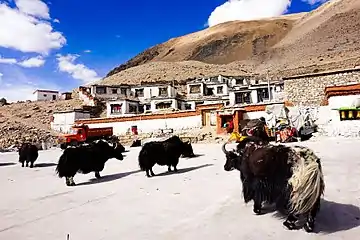 A view of the modest Rongbuk Monastery with yaks in the foreground