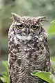 Roosting spotted eagle-owl