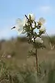 In the Dutch dunes with hoverfly