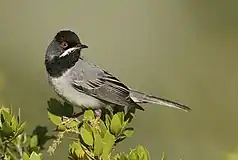 Rüppell's warbler Curruca ruppeli