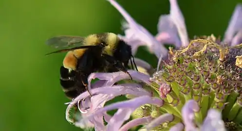 Rusty patched bumble bee (Bombus affinis)