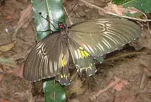 Common Birdwing