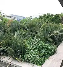 A naturalistic planting of Sabal minor outside the National Air and Space Museum in Washington, DC.