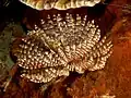 Sabellastarte indica (Indian feather duster worm) with radioles extended