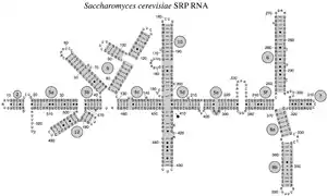 Eukaryotic yeast SRP RNA from Saccharomyces cerevisiae