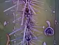 Saguaro with dime-sized rosette from caterpillar exit hole