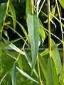 Leaf(Salix chrysocoma)