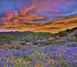 Spring wildflowers near Peridot