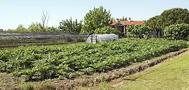 Artichoke plantations.