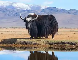 A Tibetan yak in Russia