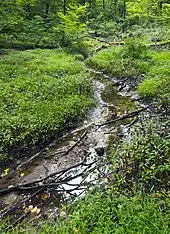 A narrow, partially dry creek runs between two plant-covered banks in a forest