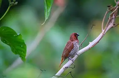 Scaly-breasted munia at Nallagandla Lake