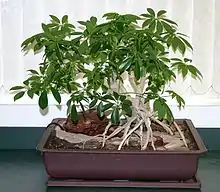 An old indoor bonsai presented as a penjing