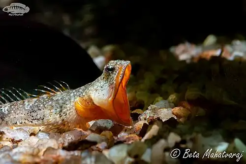 A Male Schismatogobius deraniyagalai (Redneck Goby)