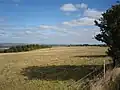 Segsbury Camp seen from the west from The Ridgeway