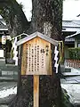 Kusu-no-ki, a sacred tree