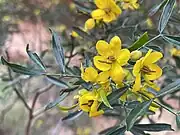 Subsp. quadrifaria near Kata Tjuta