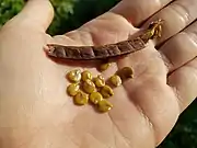 Fruit and seeds