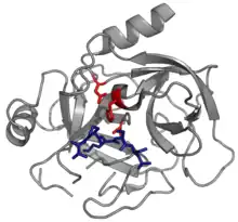 Diagram of a serpin and protease