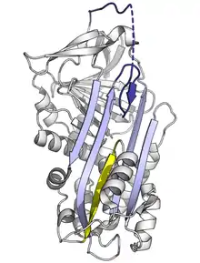 Serpin delta-conformation diagram