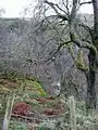 Kip Water in Shielhill Glen