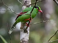 Photo of a black bird with a short crest and a red eye, sitting on a branch