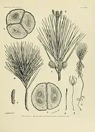 Illustration of tree characteristics