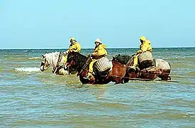 Shrimpers on horseback, Oostduinkerke, Belgium