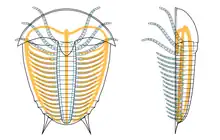 Diagram of Skania