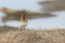 Spoon-billed sandpiper in breeding plumage