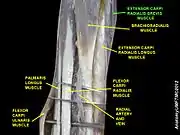 Extensor carpi radialis brevis muscle