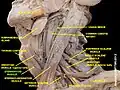 Sternohyoid muscle