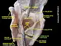 Corniculate cartilages