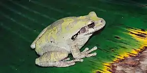 Mexican treefrog (Smilisca baudinii), Gómez Farías, Tamaulipas, Mexico (8 August 2004).