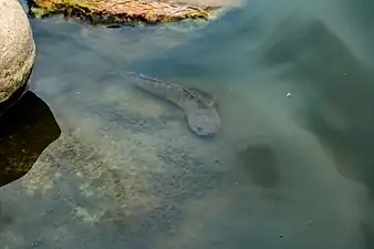 Snakehead at Taudaha Lake