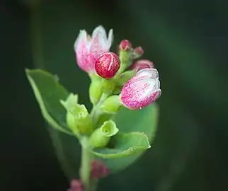 Buds